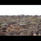 Hier wird die Landschaft von blaugrünen Büschen geprägt